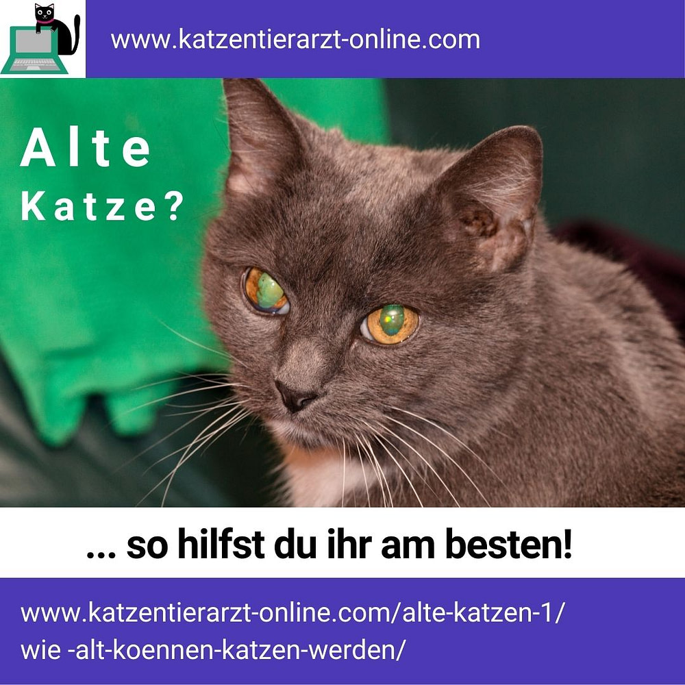 Alte Katze - so hilfst du am besten Alte Katze - so hilfst du am besten