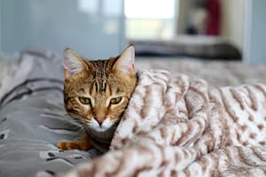 kranke Katze unter Decke