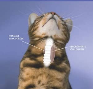 Schilddrüsenüberfunktion-Anatomie-Schilddrüse-Katze