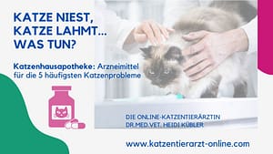 Katze-niest-Katze-lahmht-Katzenhausapotheke